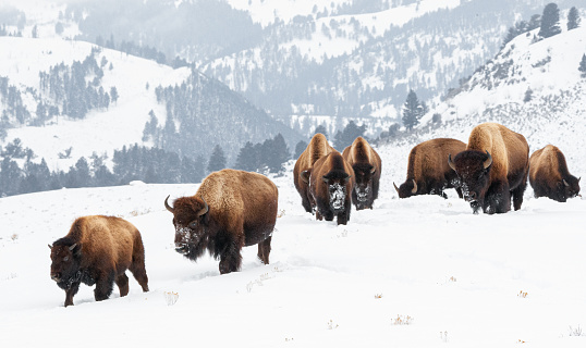 Yellowstone bison move across the Lamar Valley in winter snow.