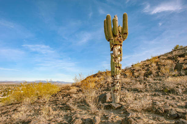 Saguaro cactus on a hillside stock photo