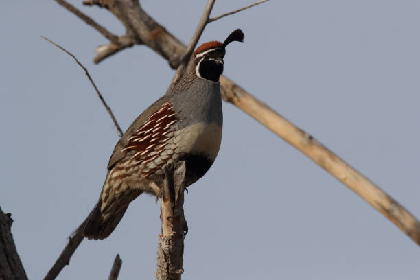 istock Gambel's Quail New Mexico USA 1206323383