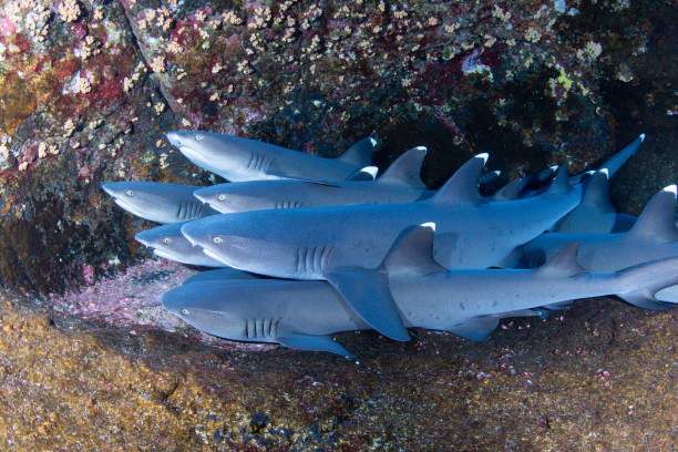 whitetip reef sharks - whitetip reef shark stock-fotos und bilder