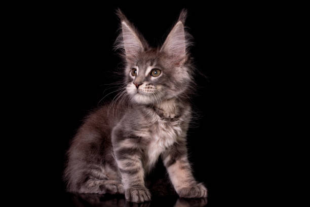 istock Maine coon kitten on black background. 1206325363