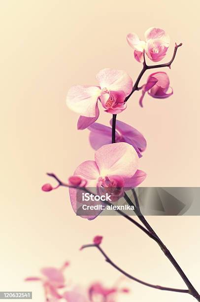 Pink Orchid Stock Photo - Download Image Now - Beauty In Nature, Blossom, Branch - Plant Part