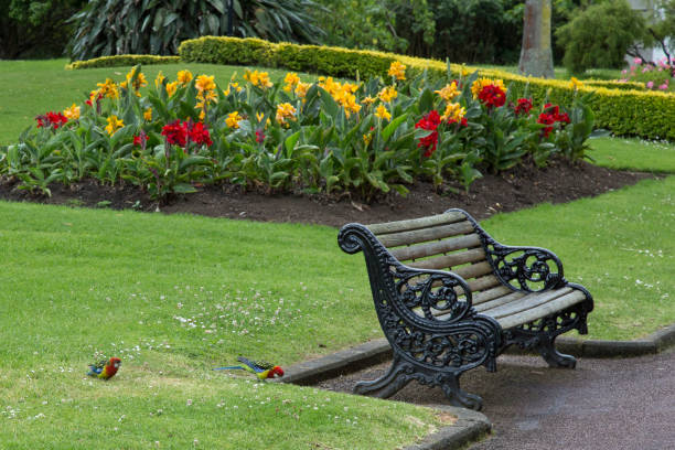 Two rosella birds next to wooden bench at park with flowers Two rosella birds next to wooden bench at park with flowers in Auckland, Auckland, New Zealand albert park photos stock pictures, royalty-free photos & images