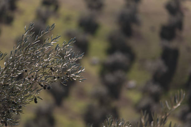 Olive tree in a field. Selective focus.