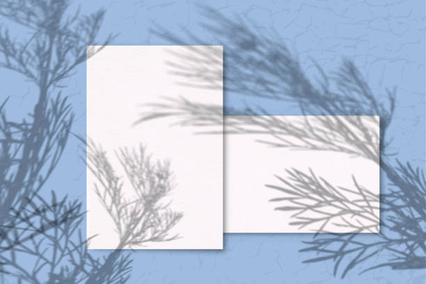 istock 2 Sheets of white texture paper on a blue background. Mockup with overlay of plant shadows . Natural light casts the shadow of field plants and flowers from above 1206334176