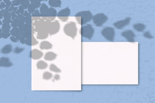 istock 2 Sheets of white texture paper on a blue background. Mockup with overlay of plant shadows . Natural light casts the shadow of field plants and flowers from above 1206334196