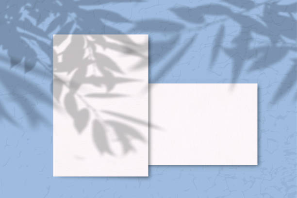 istock 2 Sheets of white texture paper on a blue background. Mockup with overlay of plant shadows . Natural light casts the shadow of field plants and flowers from above 1206334208