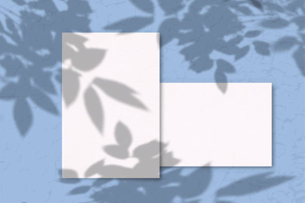 istock 2 Sheets of white texture paper on a blue background. Mockup with overlay of plant shadows . Natural light casts the shadow of field plants and flowers from above 1206334256
