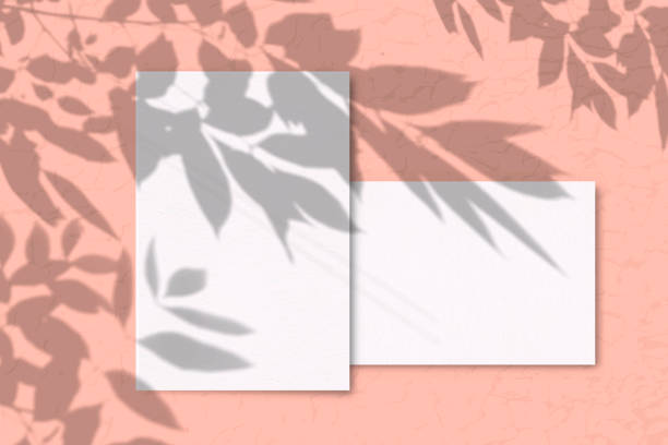 istock 2 Sheets of white texture paper on a pink background. Mockup with overlay of plant shadows . Natural light casts the shadow of field plants and flowers from above 1206334258