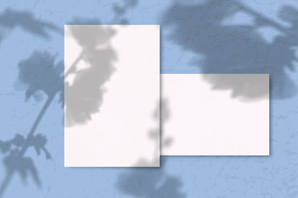 istock 2 Sheets of white texture paper on a blue background. Mockup with overlay of plant shadows . Natural light casts the shadow of field plants and flowers from above 1206334285