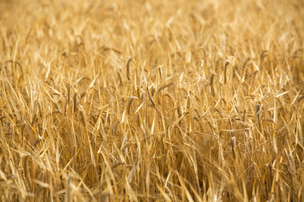 istock Wheat and cereal field in summer 1206338518