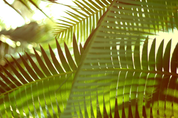 istock leaves of green plants 1206338544