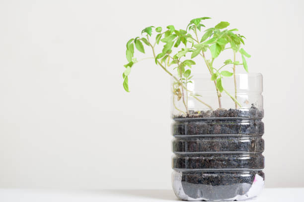 istock Plasstic bottles water DIY for planting vegetables plant 1206338549