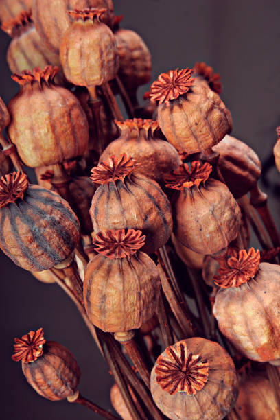 istock opium poppy capsules in red 1206338569