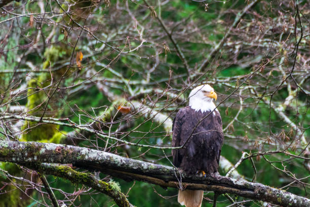 bald eagle in tree - white headed eagle stock-fotos und bilder