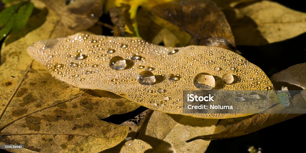 Gotas de água sobre uma folha - Foto de stock de Cena de tranquilidade royalty-free