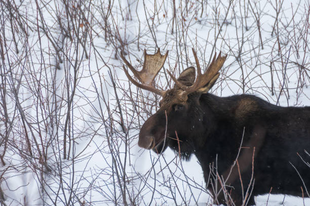 Moose in Snow Moose in Grand Teton National Park, Wyoming bull pine stock pictures, royalty-free photos & images