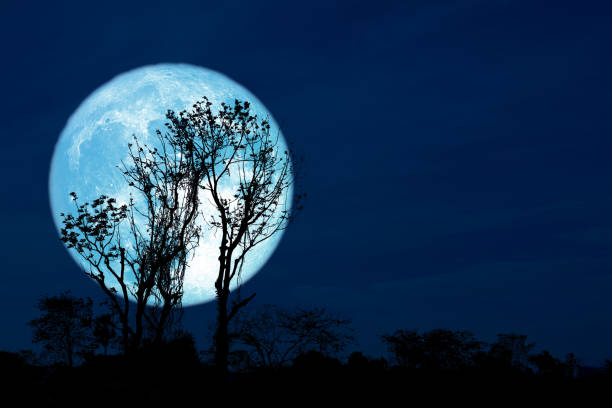 istock Full Crust blue Moon and silhouette tree in the field and night sky 1206342677