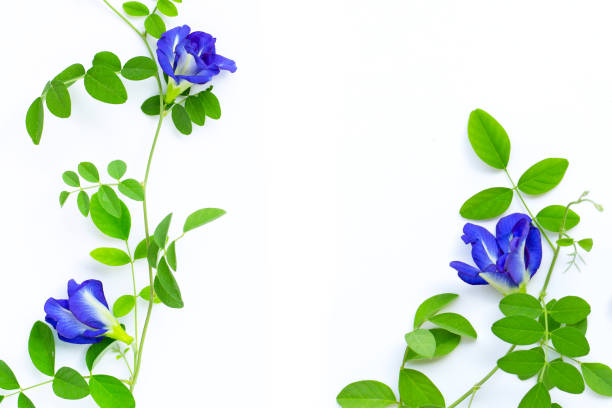 istock Butterfly pea flower with leaves on white background. 1206346908