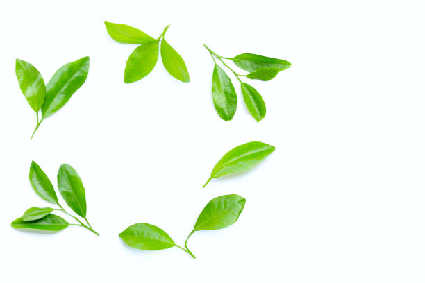 istock Citrus leaves circle on a white background. 1206347077