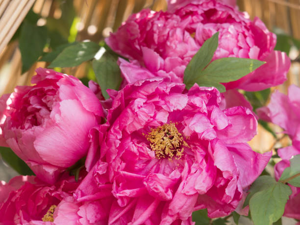 istock Winter peonies in Tokyo 1206347930