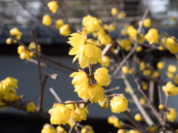 冬の甘い花。ウィンタースウィート - winter sweet ストックフォトと画像