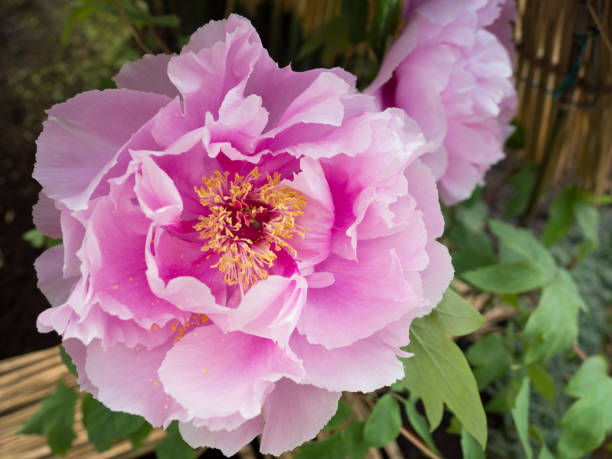 istock Winter peonies in Tokyo 1206350391