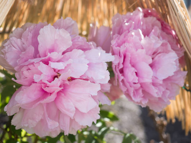 istock Winter peonies in Tokyo 1206350453