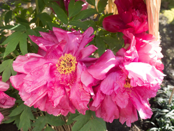 istock Winter peonies in Tokyo 1206351054