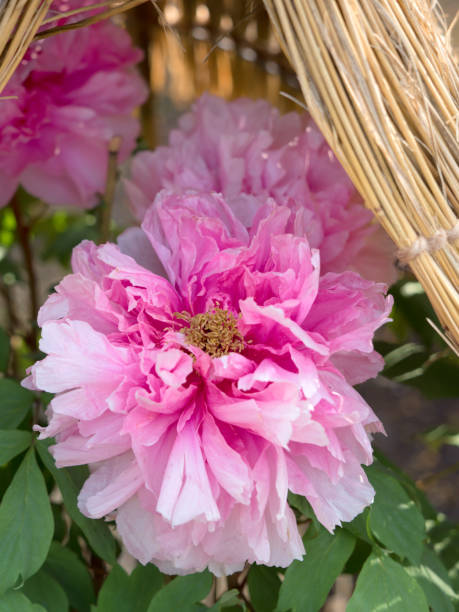 istock Winter peonies in Tokyo 1206351118