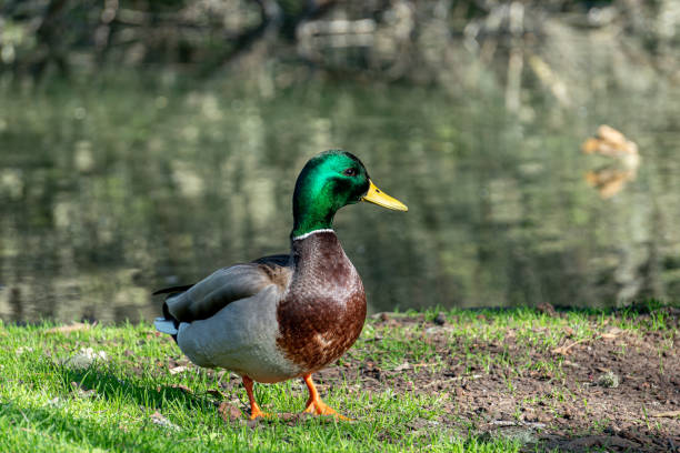 istock Close up of Bright Colored Mallard Duck 1206356281