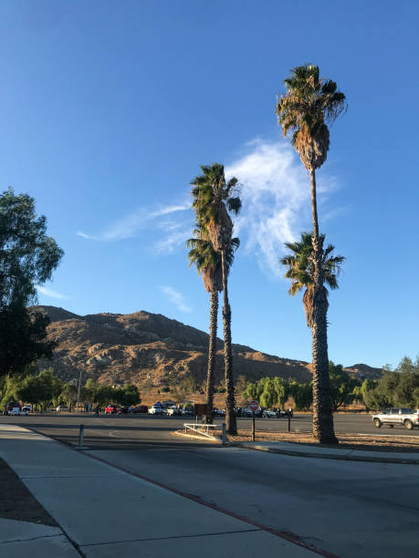 istock Palms at Lake Perris 1206356386