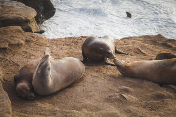 Seals at La Jolla stock photo