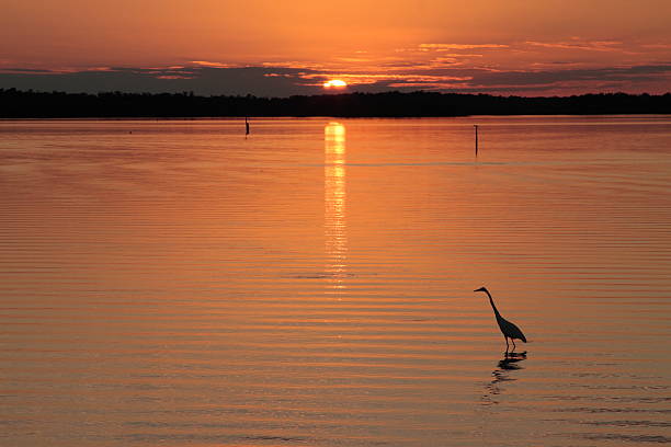 istock Heron at sunset, Florida Everglades 120635877