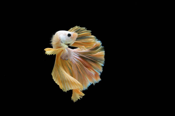 istock One isolated yellow fighting fish is moving in a beautiful manner. 1206360619
