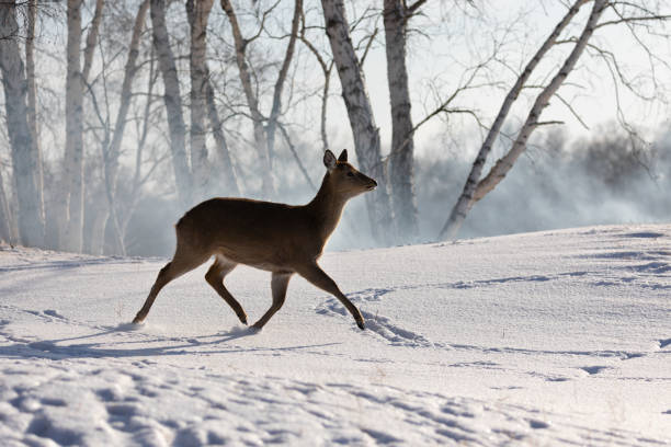 Female deer running in the snow