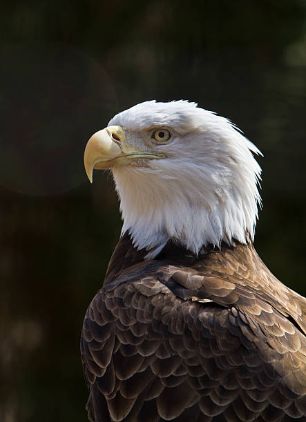 a águia - north america bald eagle portrait vertical - fotografias e filmes do acervo
