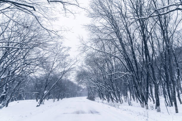 istock Road between the trees in a snowy forest 1206365745