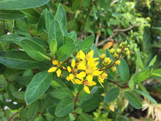 istock A bouquet of yellow flowers 1206367198