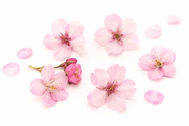 桜 白の背景 - 桜 花びら ストックフォトと画像