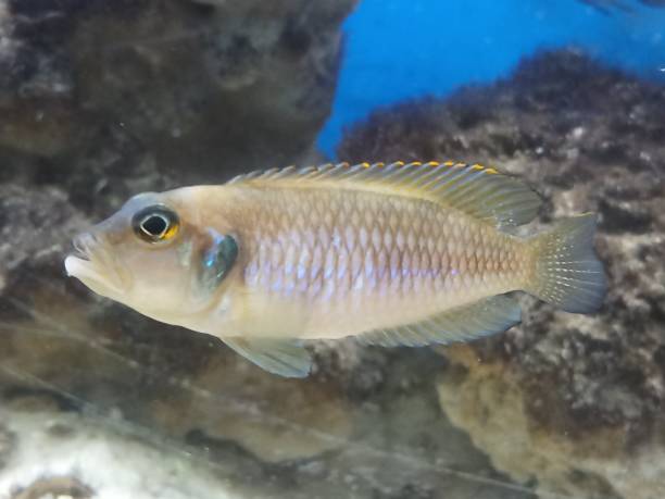 istock Shell deweller fish ocellatous gold in aquarium 1206372641