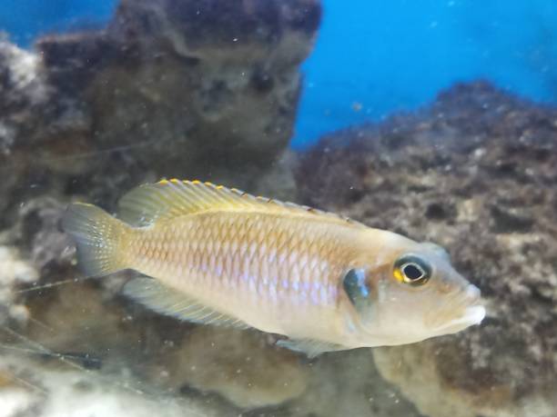 istock Shell deweller fish in tanganyikan aquarium 1206372674