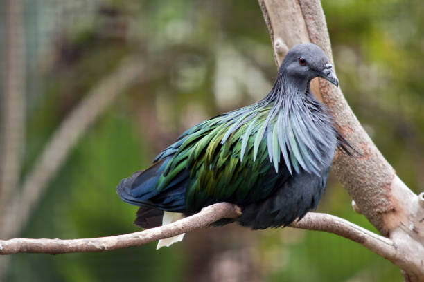 istock the nicobar pigeon is roosting on a tree branch 1206373069