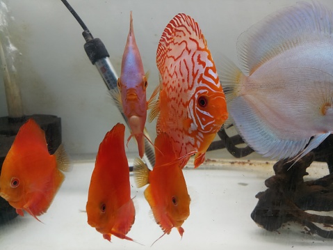 Discus Fish In Aquarium Stock Photo - Download Image Now - Animal, Animal  Fin, Animals In Captivity - iStock