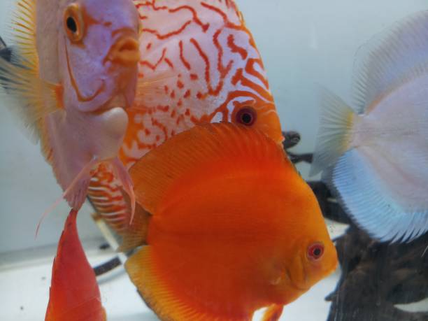 Discus fish in aquarium red melon and blue angel group of discus fish in aquarium in bank bottom red pigeon blood discus stock pictures, royalty-free photos & images