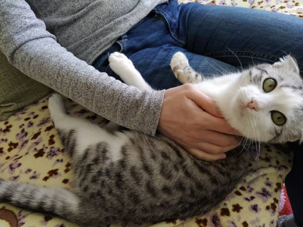 istock Girl stroking a beautiful lop-eared cat 1206374233
