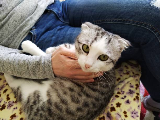 istock Girl stroking a beautiful lop-eared cat 1206374236