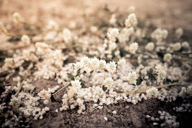 Mountain Pepperwort, Jones' Pepperweed, Lepidium montanum var. jonesii;  Grand Staircase - Escalante National Monument, Utah