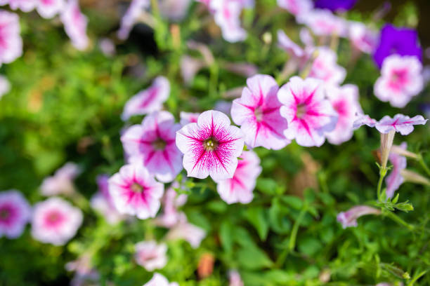 istock Small pink flower natural background. 1206376258