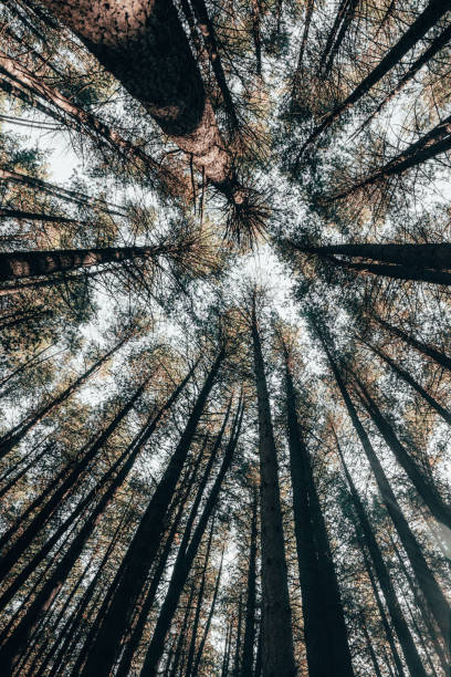 istock Sugar pines walk in Laurel Hill, New South Wales. 1206377655